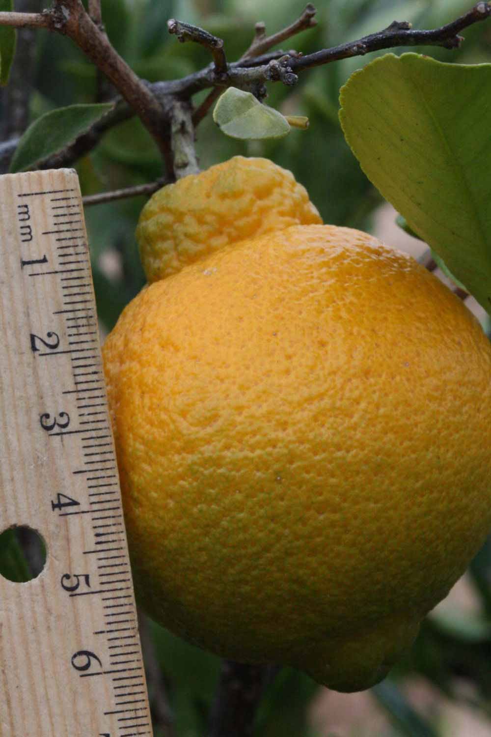            Fruit (Riverside, CA)   